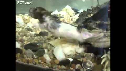 Chelydra serpentina mata e come ratinhos.