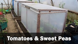 Planting tomatoes in a greenhouse inside a polytunnel.