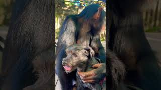 #Justthetwoofus Limbani The Chimpanzee And His Bestie Mama The Shitzu Poodle.