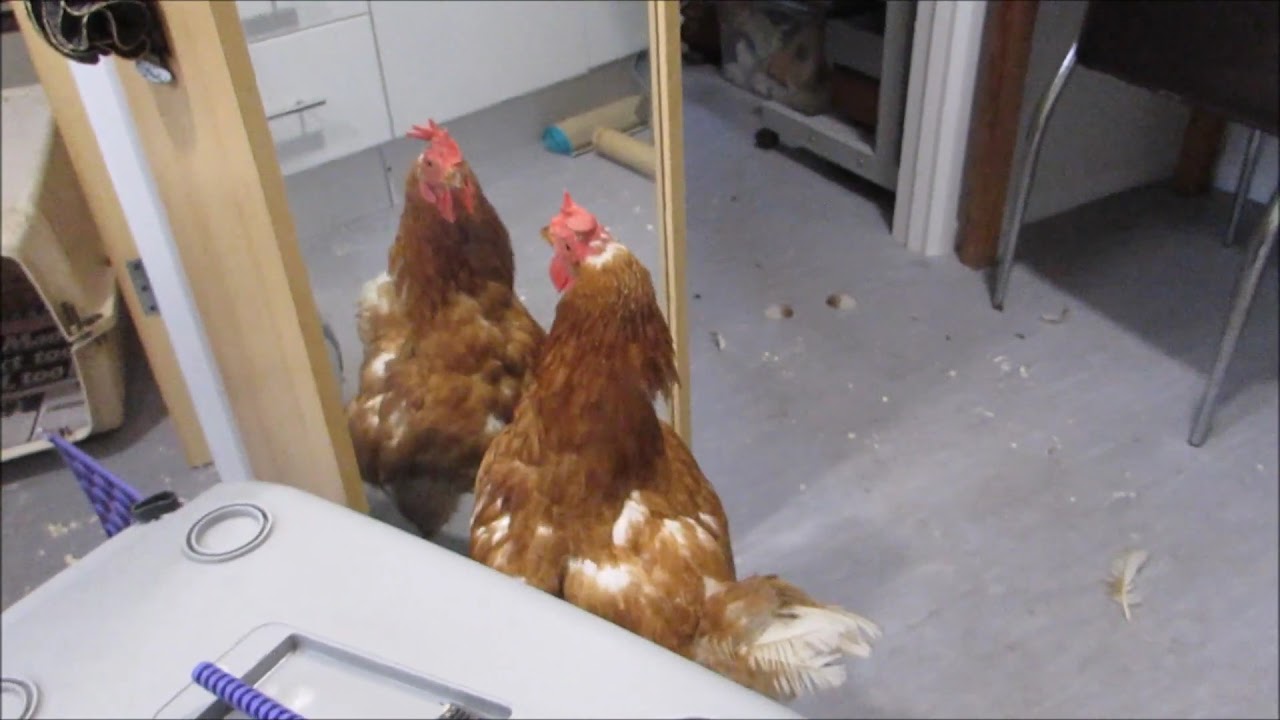 Hen sees herself in a mirror for the first time - and Attacks!!