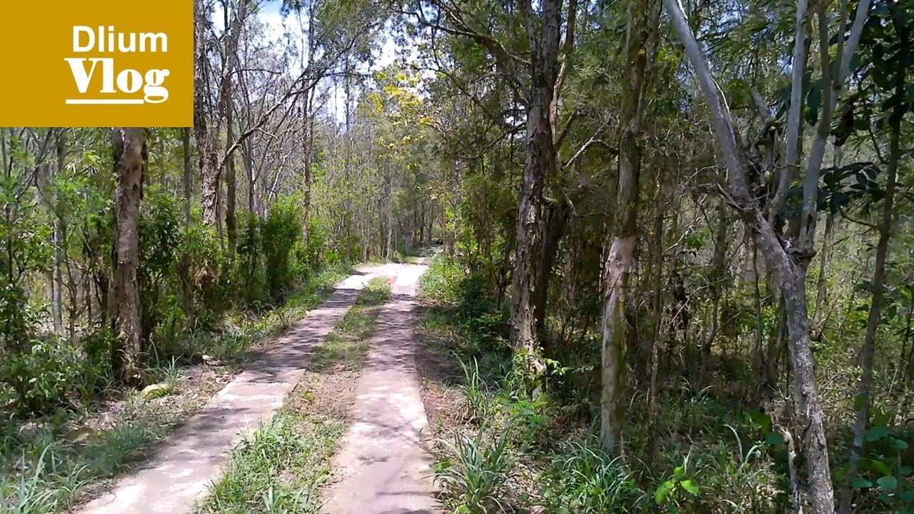 Самый красивый бамбук