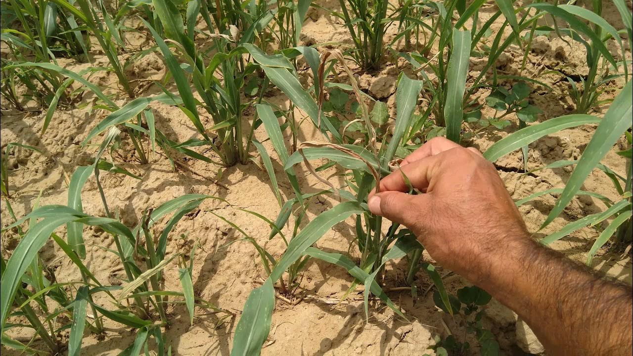 shoot borer visible effect🐛, how it damage crop YouTube