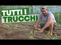 Come COLTIVARE le ZUCCHINE in modo PROFESSIONALE