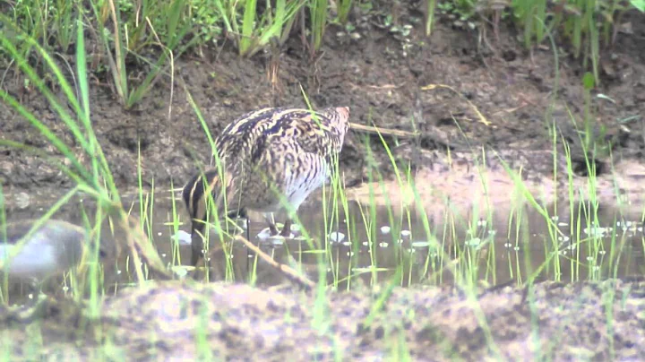 DSC 1990 Snipe sp.