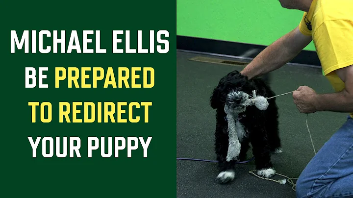 Michael Ellis on Be Prepared To Redirect Your Puppy