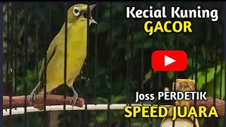 KECIAL KUNING GACOR NGEJOS PERDETIK | SPED JUARA | AMPUH BUAT MASTERAN