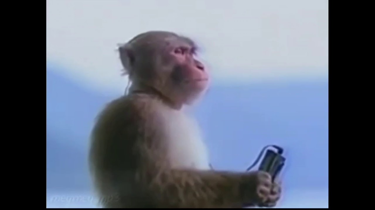 MONKEY LISTENING TO THE BEST SONG OF THIS CENTURY😱😱 