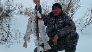 Вот и щуки объявились. Нашёл клёвое место. Щука клюёт, флажки горят!!!