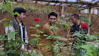Download Lagu PETANI MILENIAL SUKSES BUDIDAYA BUNGA MAWAR DI DATARAN RENDAH \u0026 SUHU PANAS | DAUN DESA MP3