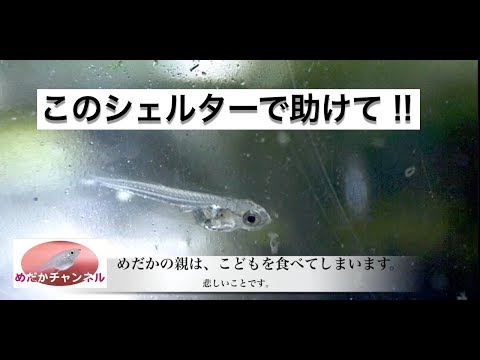 めだかの稚魚シェルター1号 Youtube