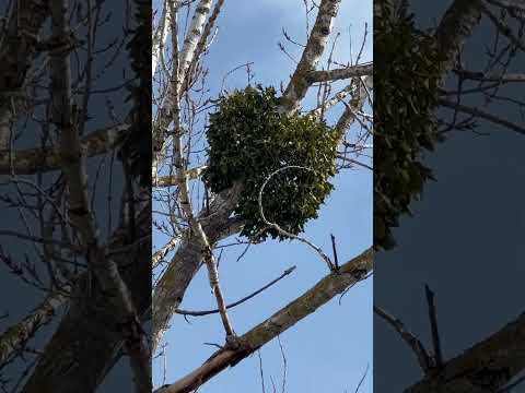 Омела- полупаразит /