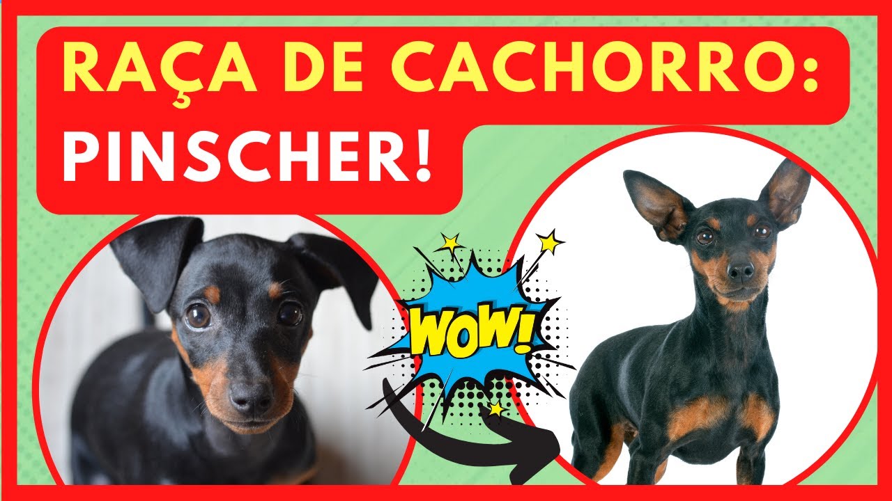 RAÇA DE CACHORRO PINSCHER: Descubra suas características e temperamento ...