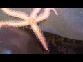 Bright Spiny Brittle Star (Ophiothrix spiculata) Traverses Seaweed