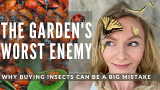 Buying Ladybugs and other beneficial insects for the garden: why it can be a big mistake!