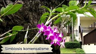 Praktikum Biologi ( interaksi organisme: Simbiosis,predasi & kompetisi)