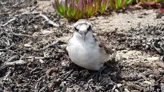 St Helena Wirebird - Tour. by St Helena Tourism 1,030 views 3 years ago 12 minutes, 29 seconds