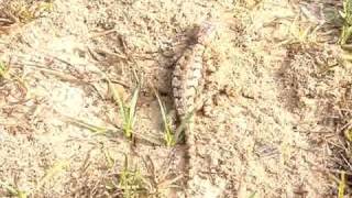 Fence lizard vs Fire ants