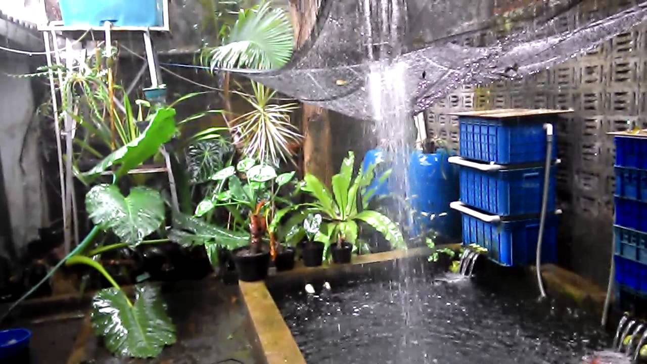  Kolam  Koi  hujan outdoor dengan trickle filter  YouTube