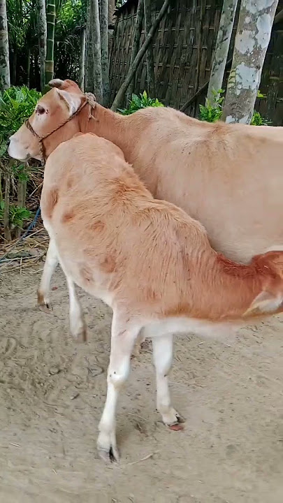 #cow #baffalo #pitbull #animals #bull #aivideo