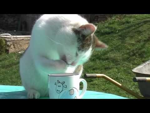 Video: Die Wahrheit über Teetassenkatzen