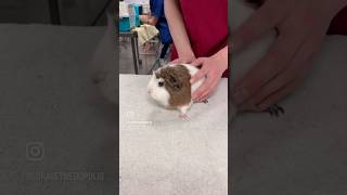 Vet School Vlog | Our Exotic Mammal Practical #cuteanimals  #university #vetstudent