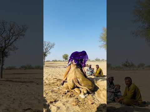 لقطات بدوية قصيرةShorts#