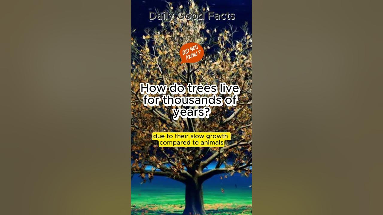 how-do-trees-live-for-thousands-of-years-shorts-facts-tree-trees