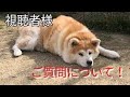 ご相談についての回答 Dog Rescue A&R