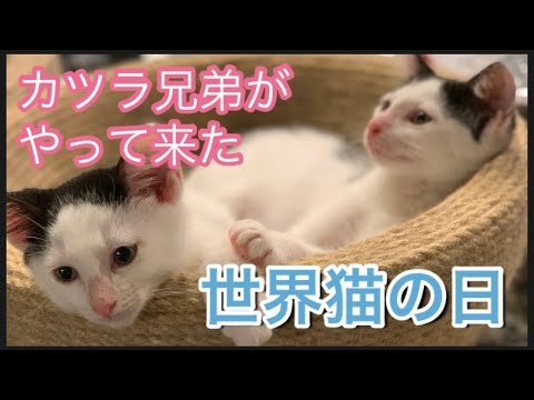 世界猫の日 保護猫カツラ兄弟がやってきた 京都町家猫カフェうたねこ堂チャンネル Youtube