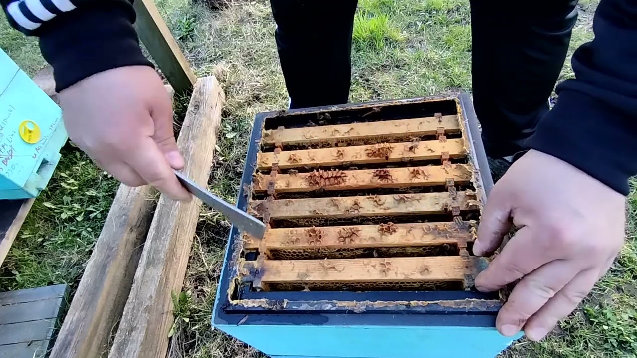 KRAINKA I BUCKFAST - Stan po zimie #pszczoły #pasieka