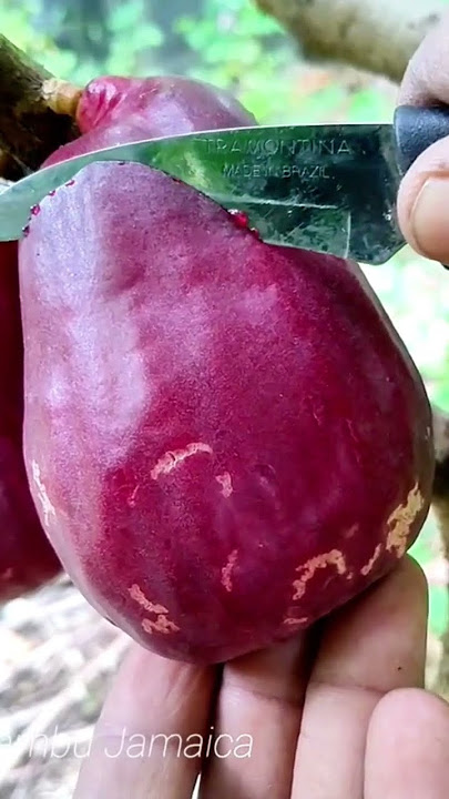 bibit buah jambu Jamaika super #bibitbuah #bibit #bibitbuahbagus #bibitbuahunggul #buah