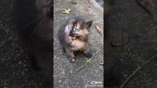 Cutest kitten 💖💕💕❤️ #catchallenge #cutekitty #lovecats #catvideos #kitty #cutecats #catmom #catlife by Cutest Kitty 4 views 1 year ago 1 minute, 13 seconds