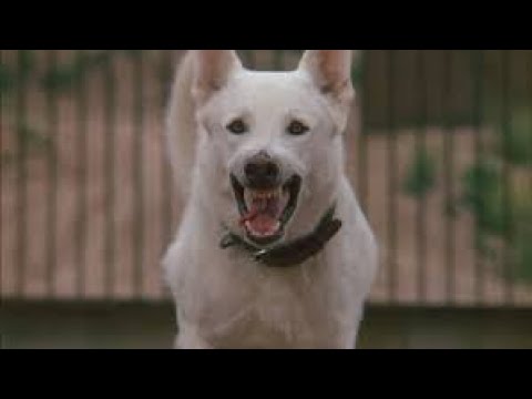 white dog movie review