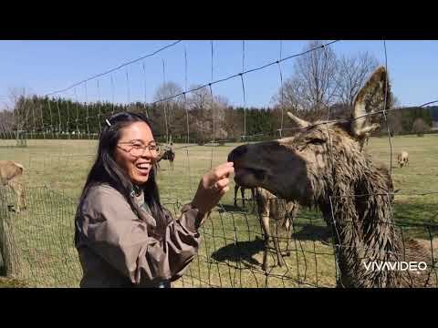 A day in the Zoo #TierparkRosegg #AnimalLovers #Austria #Villach #PinayLivingInAustria