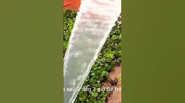 Làm Giàu Nhanh Chóng Nhờ Nuôi Cua Đồng Trong Bể Xi Măng