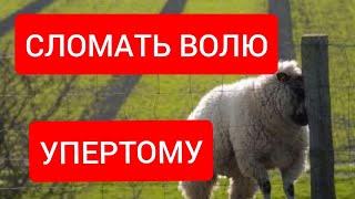 РИТУАЛ ПОДАВЛЕНИЯ ВОЛИ💣💥💣ДЕЛАЙ ТАК, КАК Я ВЕЛЮ! screenshot 1