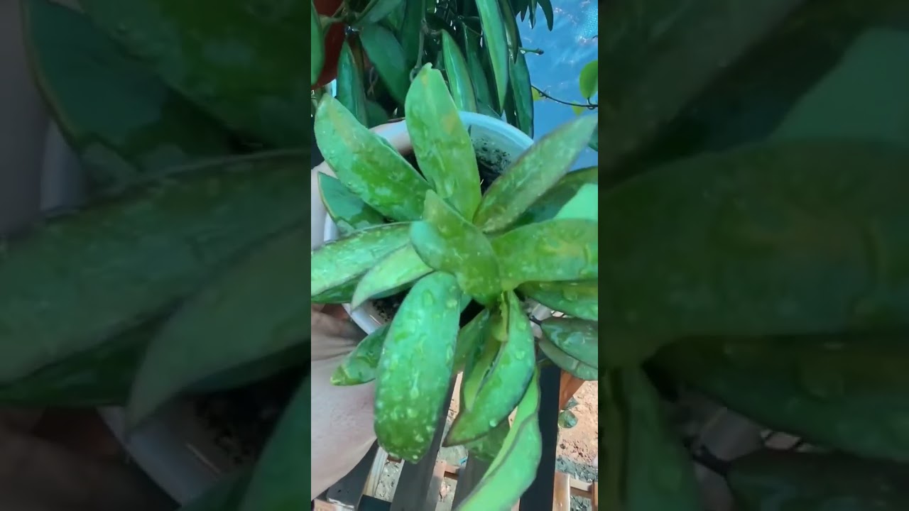 Nueva especie de planta de flores de cera, flor de porcelana ó simplemente Hoya !!!