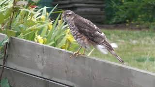 Sperwer 20190608