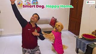 Golden Retriever Training | Professional Dog Training at Home | IncrediPets