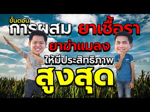 ยาฆ่าแมลง ยาฆ่าหญ้า ยาเชื้อรา และยาจับใบ ผสมยาก่อนหลังอย่างไร ให้ได้ประสิทธิภาพสูงสุด!! l เกษตรซิตี้
