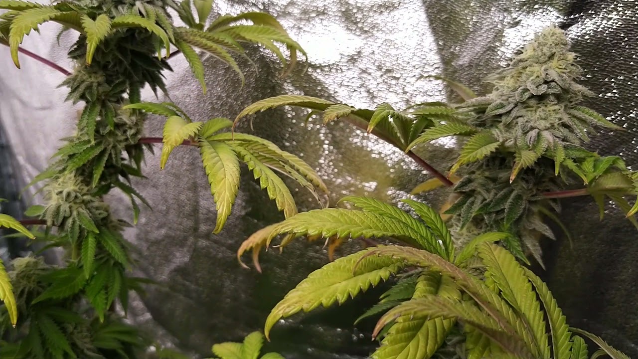 Dos si Dos 33 Barneys farm