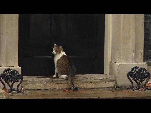 Cop Knocks on British Prime Minister's Door to Let Cat in Out of the Rain class=