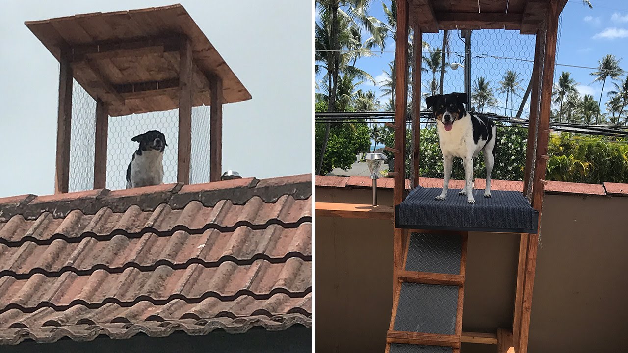Dog Gets CustomBuilt Watchtower to Keep an Eye on Things at Home YouTube