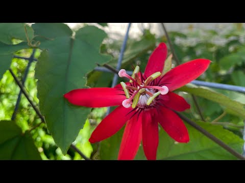 Growing Passion Fruit in Florida | Our Garden Before & After