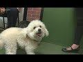 Check In With A Dog Psychic To See What Your Pet May Be Thinking 