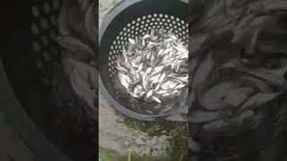 ready bibit ikan patin berbagai macam ukuran #shorts