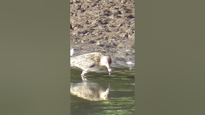 Baird’s Sandpiper foraging in shallow water #shorts