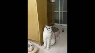 IMG 1796 IMG 1796