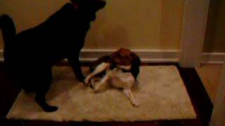 Bailey with her big buddy.AVI