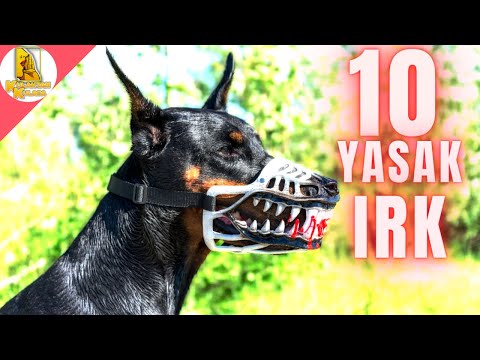 YASAKLANMIŞ TEHLİKELİ 10 KÖPEK IRKI #doberman #kangal #pitbull